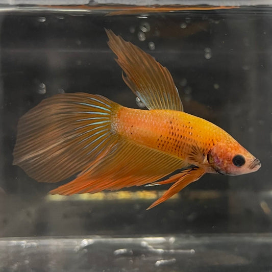 the-fish-farm Male Betta Male Betta - One Only - 5 Choose your favourite Male Betta from The Fish Farm Australia