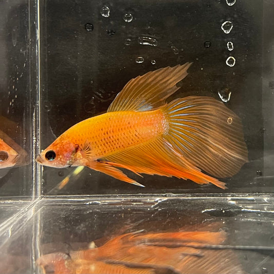 the-fish-farm Male Betta Male Betta - One Only - 5 Choose your favourite Male Betta from The Fish Farm Australia