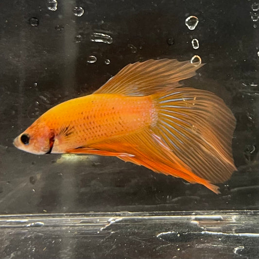 the-fish-farm Male Betta Male Betta - One Only - 5 Choose your favourite Male Betta from The Fish Farm Australia