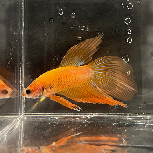 the-fish-farm Male Betta Male Betta - One Only - 5 Choose your favourite Male Betta from The Fish Farm Australia