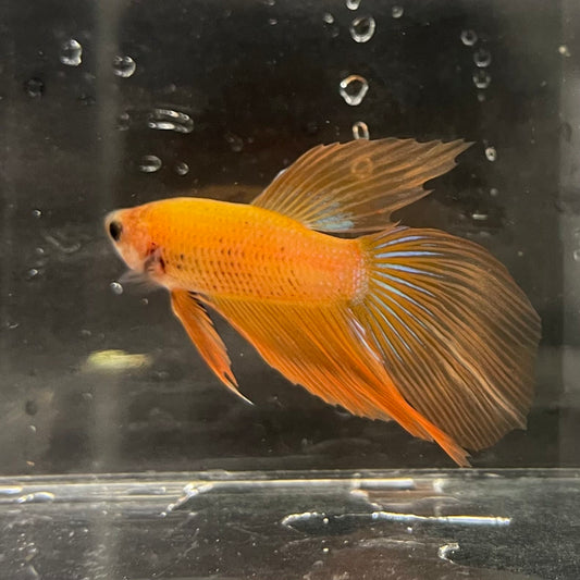 the-fish-farm Male Betta Male Betta - One Only - 5 Choose your favourite Male Betta from The Fish Farm Australia