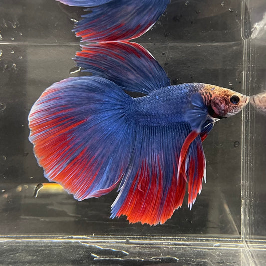 the-fish-farm Male Betta Male Betta - One Only - 5 Choose your favourite Male Betta from The Fish Farm Australia