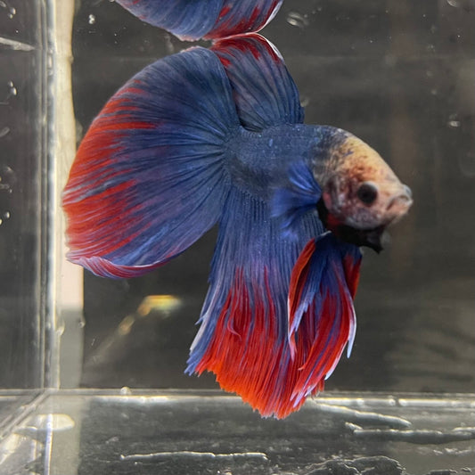 the-fish-farm Male Betta Male Betta - One Only - 5 Choose your favourite Male Betta from The Fish Farm Australia