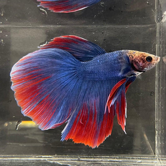 the-fish-farm Male Betta Male Betta - One Only - 5 Choose your favourite Male Betta from The Fish Farm Australia