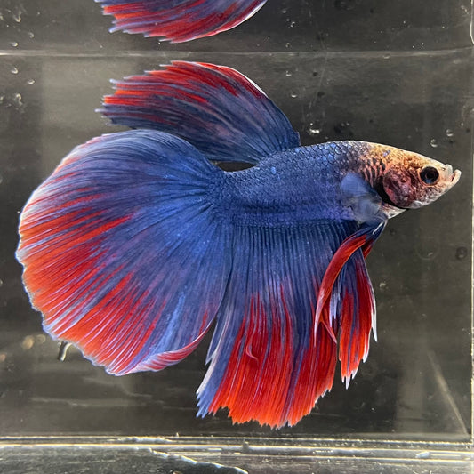 the-fish-farm Male Betta Male Betta - One Only - 5 Choose your favourite Male Betta from The Fish Farm Australia