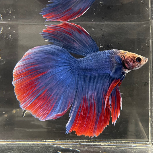 the-fish-farm Male Betta Male Betta - One Only - 5 Choose your favourite Male Betta from The Fish Farm Australia