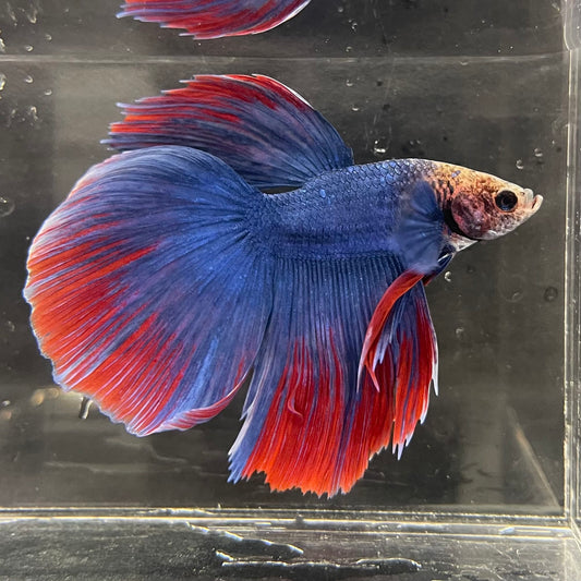 the-fish-farm Male Betta Male Betta - One Only - 5 Choose your favourite Male Betta from The Fish Farm Australia