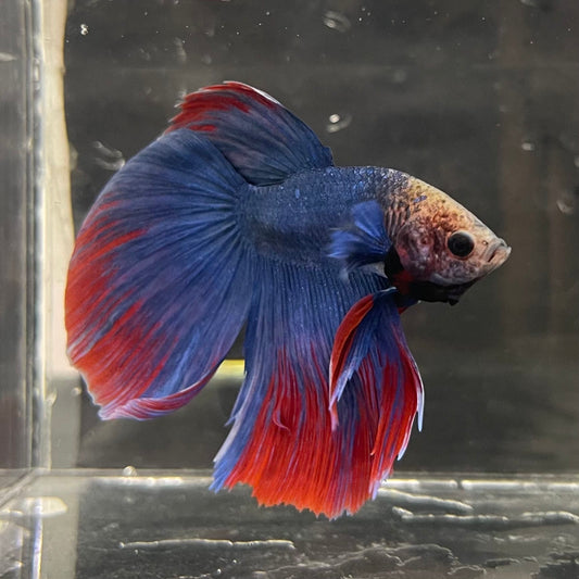 the-fish-farm Male Betta Male Betta - One Only - 5 Choose your favourite Male Betta from The Fish Farm Australia