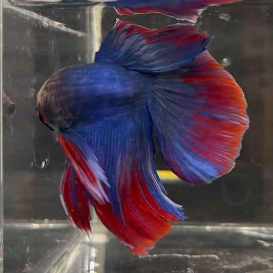 the-fish-farm Male Betta Male Betta - One Only - 5 Choose your favourite Male Betta from The Fish Farm Australia