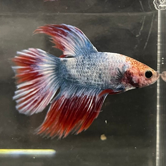 the-fish-farm Male Betta Male Betta - One Only - 5 Choose your favourite Male Betta from The Fish Farm Australia
