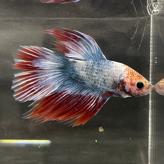 the-fish-farm Male Betta Male Betta - One Only - 5 Choose your favourite Male Betta from The Fish Farm Australia