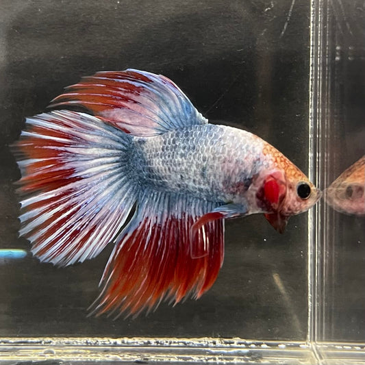 the-fish-farm Male Betta Male Betta - One Only - 5 Choose your favourite Male Betta from The Fish Farm Australia