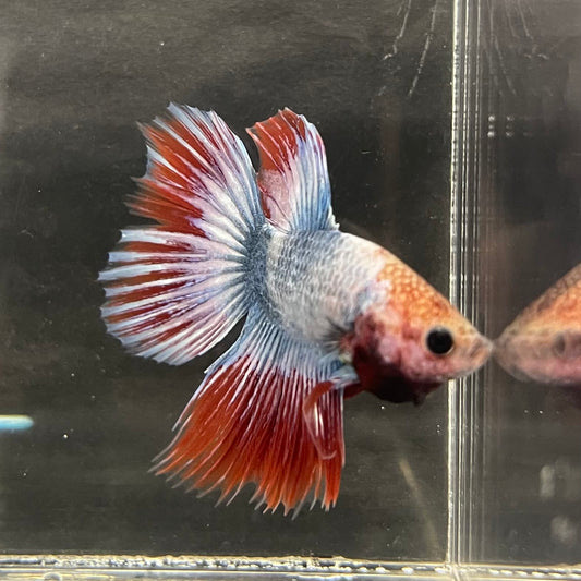the-fish-farm Male Betta Male Betta - One Only - 5 Choose your favourite Male Betta from The Fish Farm Australia