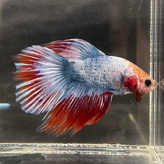 the-fish-farm Male Betta Male Betta - One Only - 5 Choose your favourite Male Betta from The Fish Farm Australia