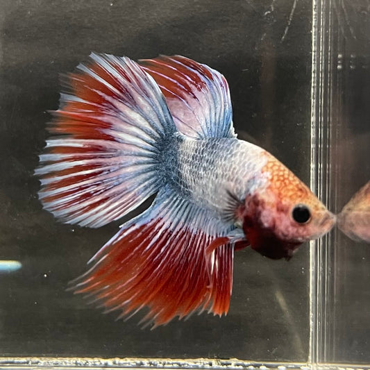 the-fish-farm Male Betta Male Betta - One Only - 5 Choose your favourite Male Betta from The Fish Farm Australia