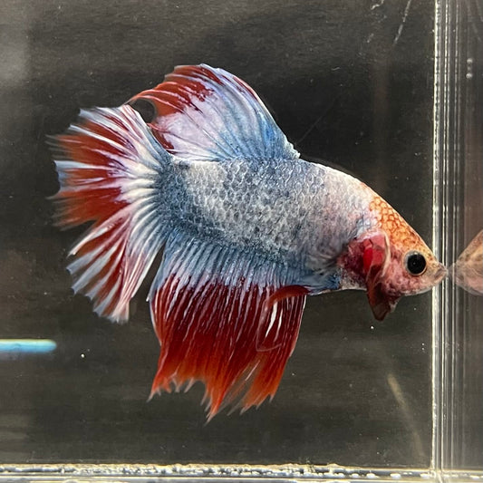 the-fish-farm Male Betta Male Betta - One Only - 5 Choose your favourite Male Betta from The Fish Farm Australia