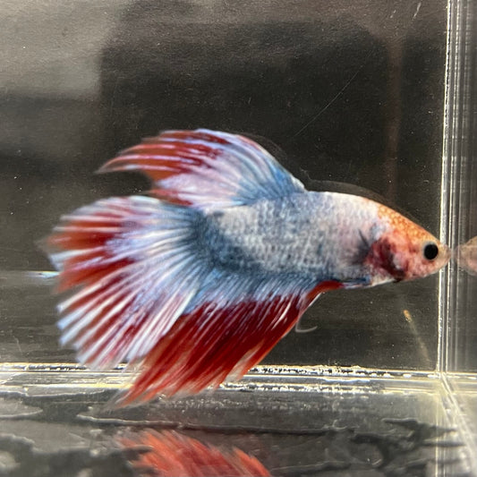 the-fish-farm Male Betta Male Betta - One Only - 5 Choose your favourite Male Betta from The Fish Farm Australia