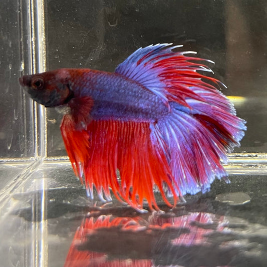 the-fish-farm Male Betta Male Betta - One Only - 5 Choose your favourite Male Betta from The Fish Farm Australia