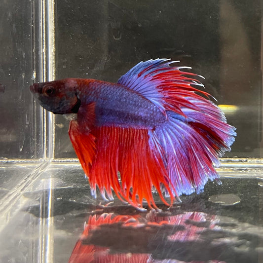 the-fish-farm Male Betta Male Betta - One Only - 5 Choose your favourite Male Betta from The Fish Farm Australia