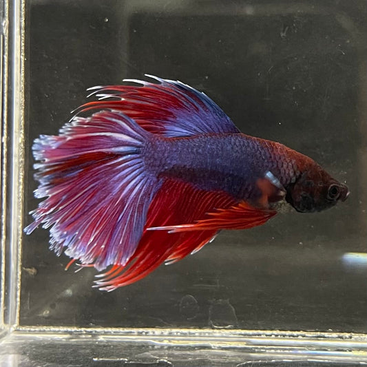 the-fish-farm Male Betta Male Betta - One Only - 5 Choose your favourite Male Betta from The Fish Farm Australia