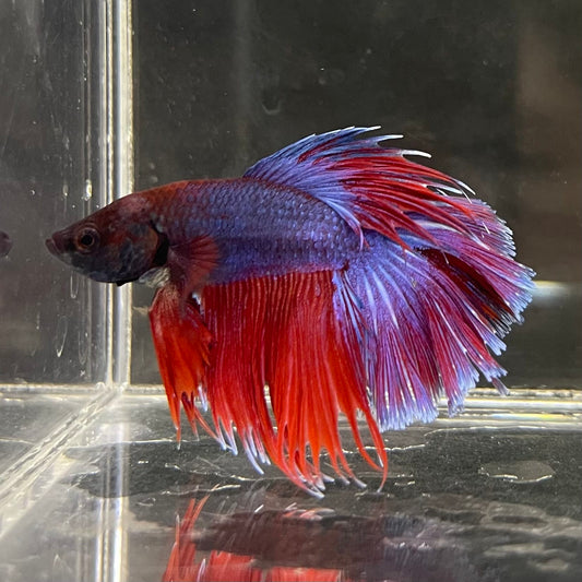 the-fish-farm Male Betta Male Betta - One Only - 5 Choose your favourite Male Betta from The Fish Farm Australia