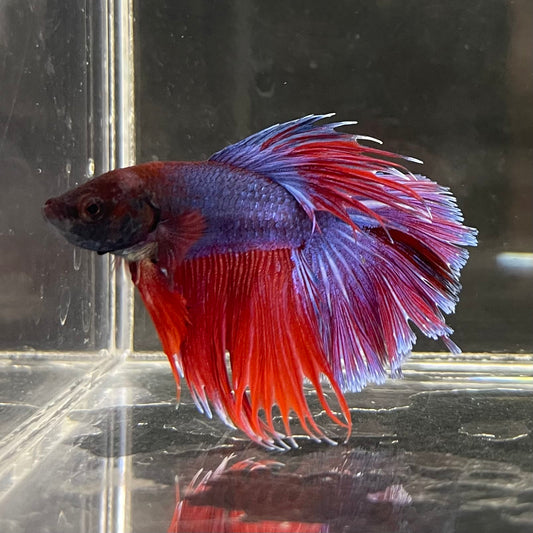 the-fish-farm Male Betta Male Betta - One Only - 5 Choose your favourite Male Betta from The Fish Farm Australia