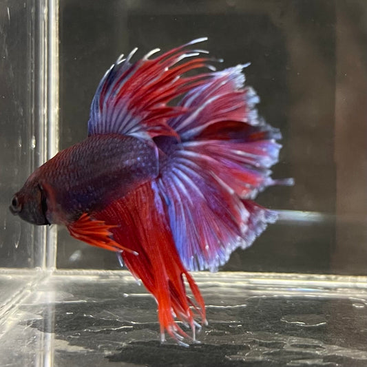 the-fish-farm Male Betta Male Betta - One Only - 5 Choose your favourite Male Betta from The Fish Farm Australia