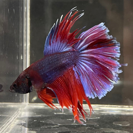 the-fish-farm Male Betta Male Betta - One Only - 5 Choose your favourite Male Betta from The Fish Farm Australia