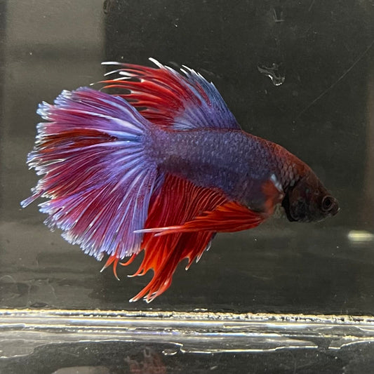 the-fish-farm Male Betta Male Betta - One Only - 5 Choose your favourite Male Betta from The Fish Farm Australia