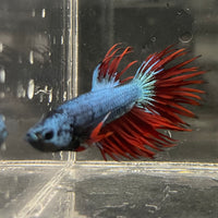 the-fish-farm Male Betta Male Betta - One Only - 5 Choose your favourite Male Betta from The Fish Farm Australia