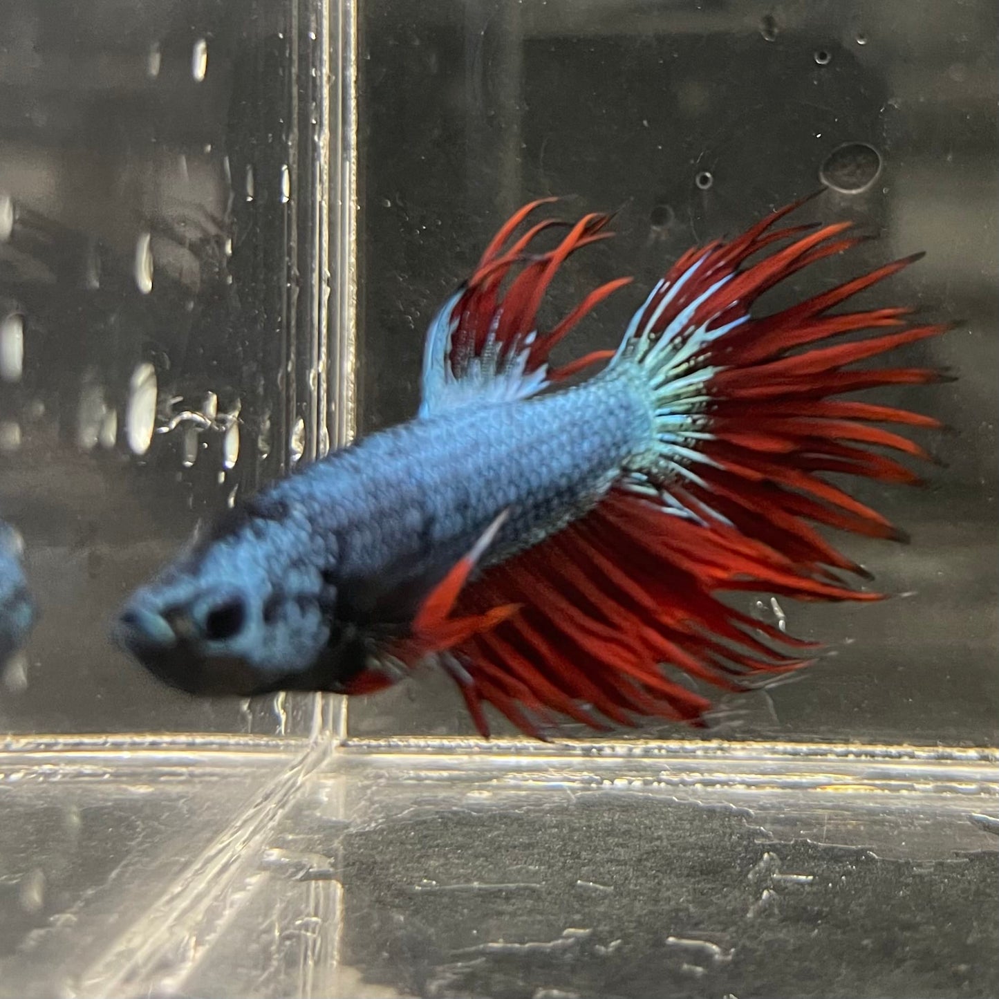the-fish-farm Male Betta Male Betta - One Only - 5 Choose your favourite Male Betta from The Fish Farm Australia