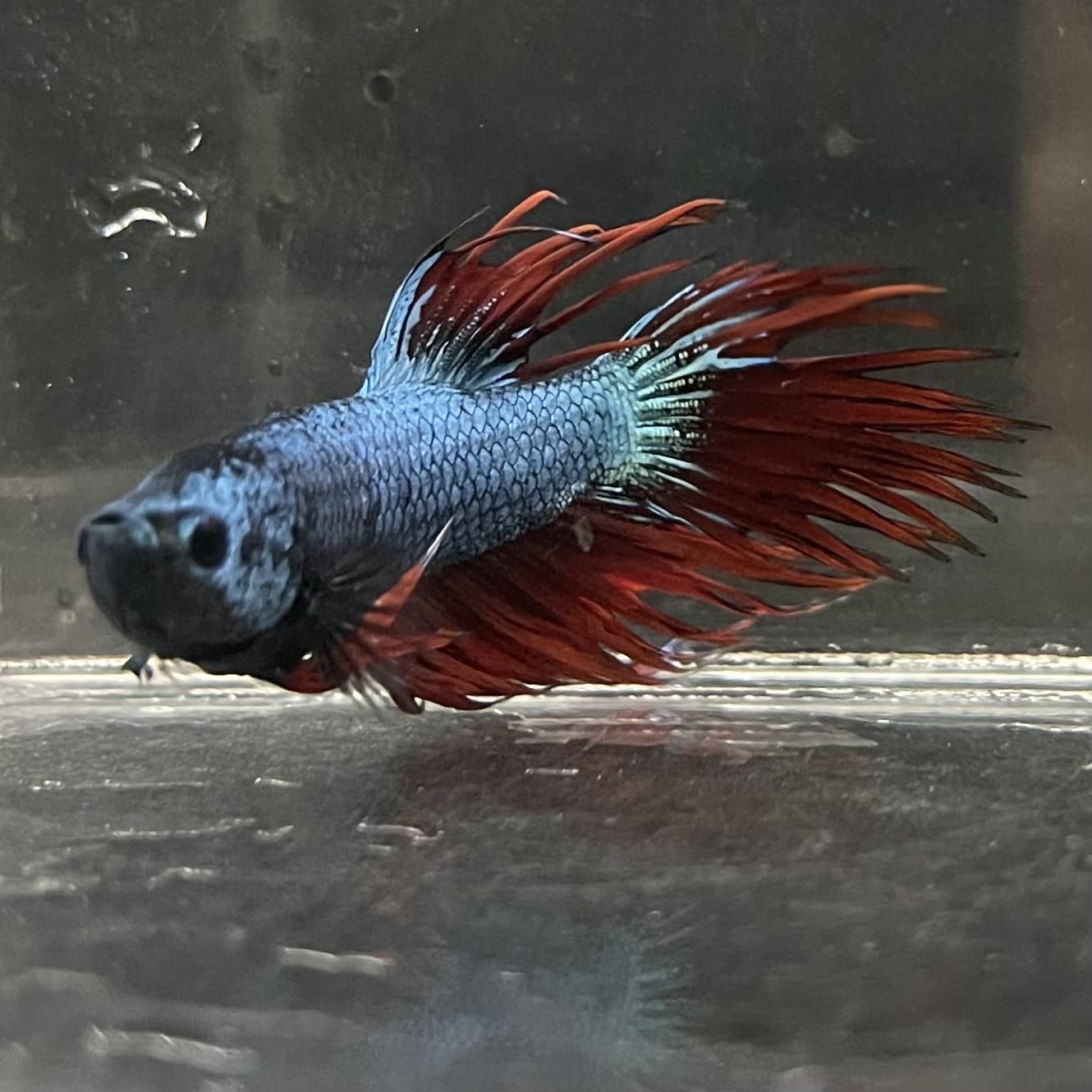 the-fish-farm Male Betta Male Betta - One Only - 5 Choose your favourite Male Betta from The Fish Farm Australia