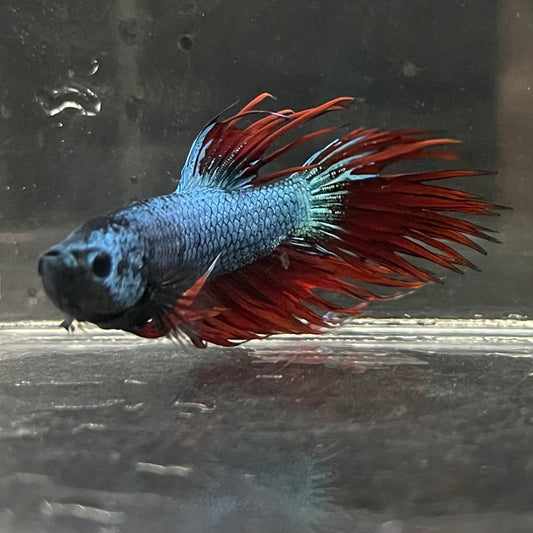 the-fish-farm Male Betta Male Betta - One Only - 5 Choose your favourite Male Betta from The Fish Farm Australia