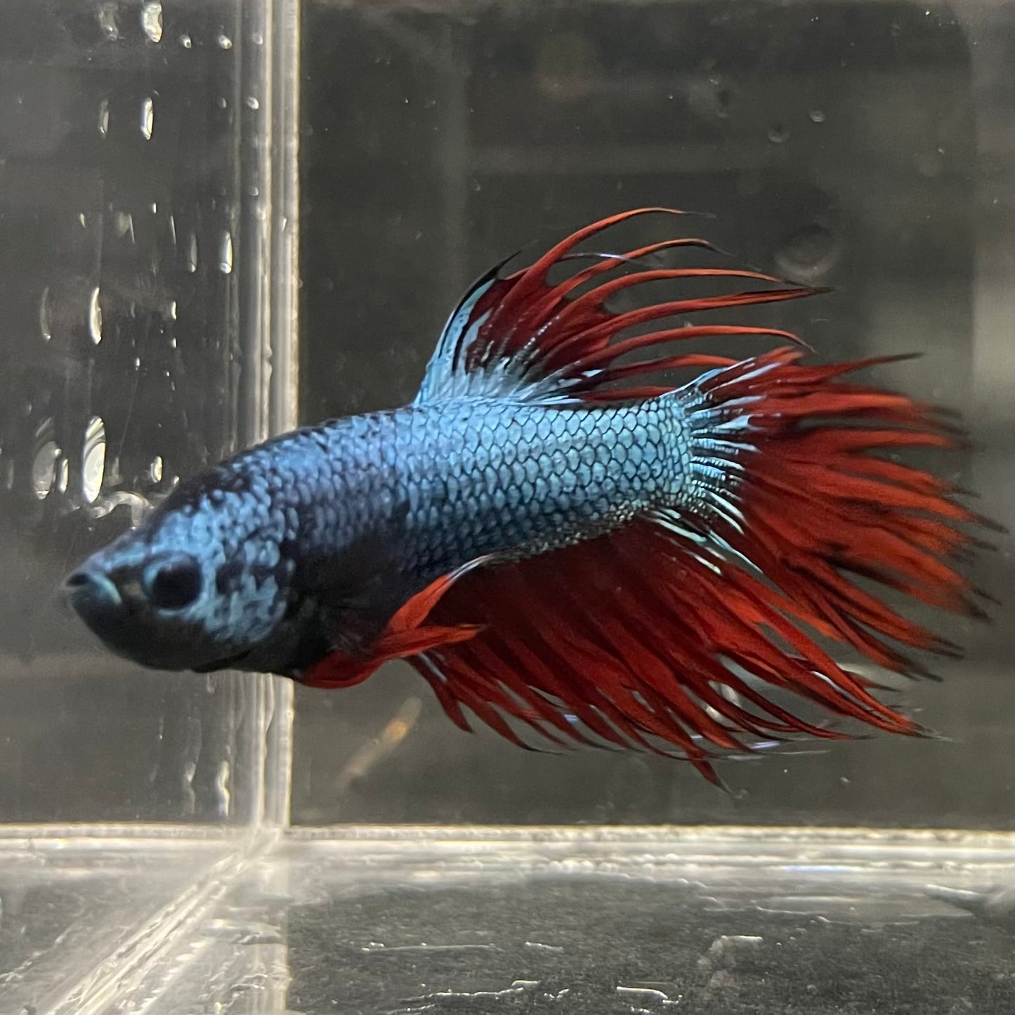 the-fish-farm Male Betta Male Betta - One Only - 5 Choose your favourite Male Betta from The Fish Farm Australia