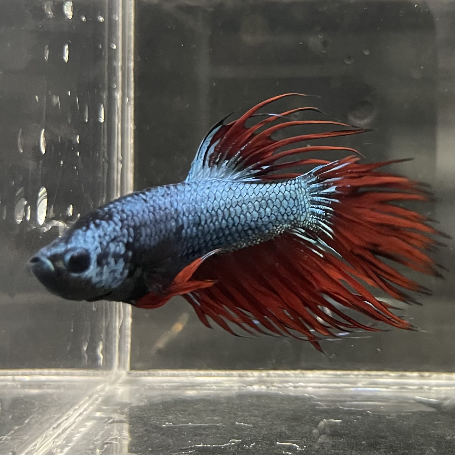 the-fish-farm Male Betta Male Betta - One Only - 5 Choose your favourite Male Betta from The Fish Farm Australia