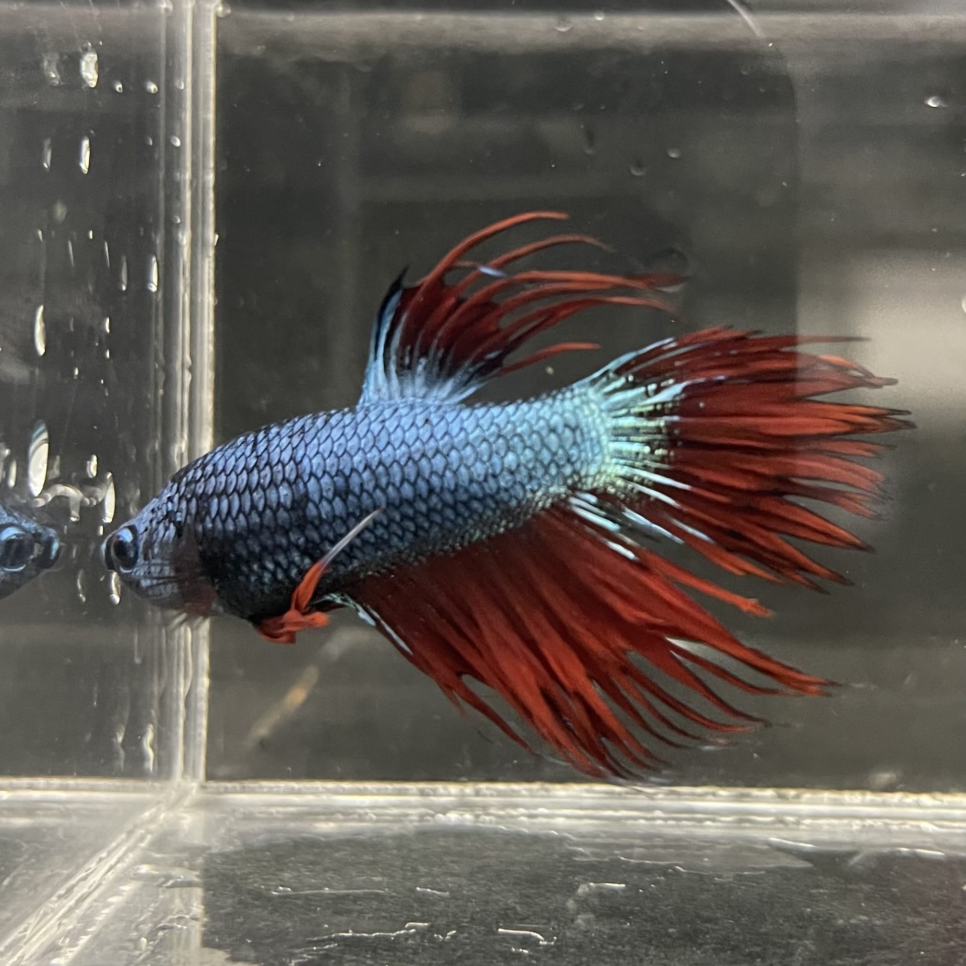the-fish-farm Male Betta Male Betta - One Only - 5 Choose your favourite Male Betta from The Fish Farm Australia