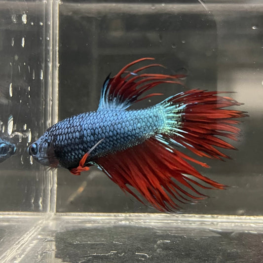 the-fish-farm Male Betta Male Betta - One Only - 5 Choose your favourite Male Betta from The Fish Farm Australia