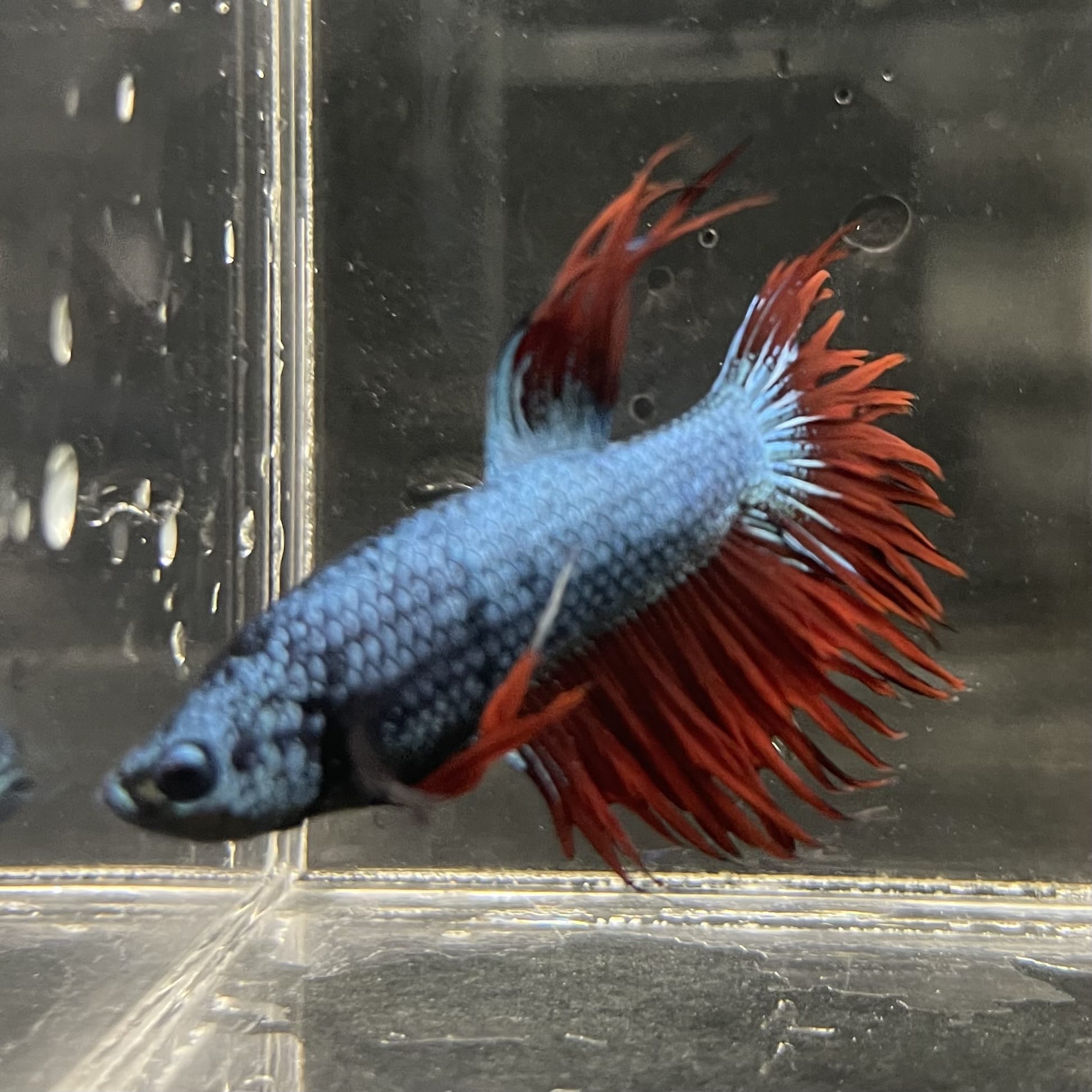 the-fish-farm Male Betta Male Betta - One Only - 5 Choose your favourite Male Betta from The Fish Farm Australia