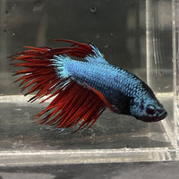 the-fish-farm Male Betta Male Betta - One Only - 5 Choose your favourite Male Betta from The Fish Farm Australia