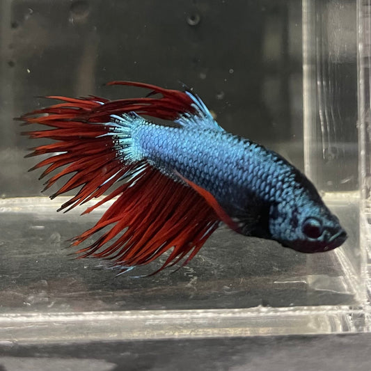 the-fish-farm Male Betta Male Betta - One Only - 5 Choose your favourite Male Betta from The Fish Farm Australia