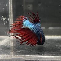 the-fish-farm Male Betta Male Betta - One Only - 5 Choose your favourite Male Betta from The Fish Farm Australia
