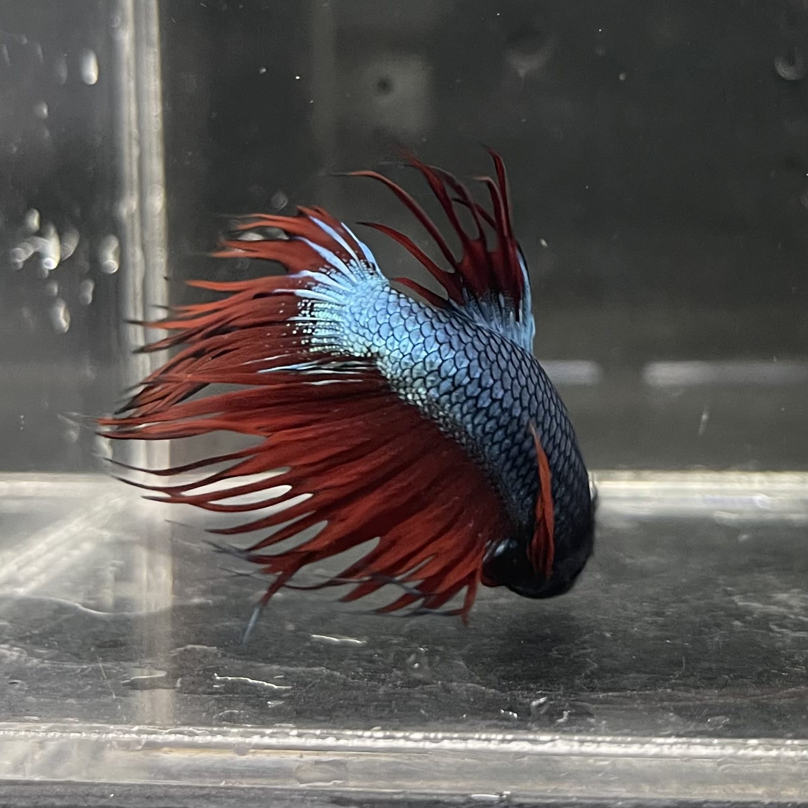 the-fish-farm Male Betta Male Betta - One Only - 5 Choose your favourite Male Betta from The Fish Farm Australia