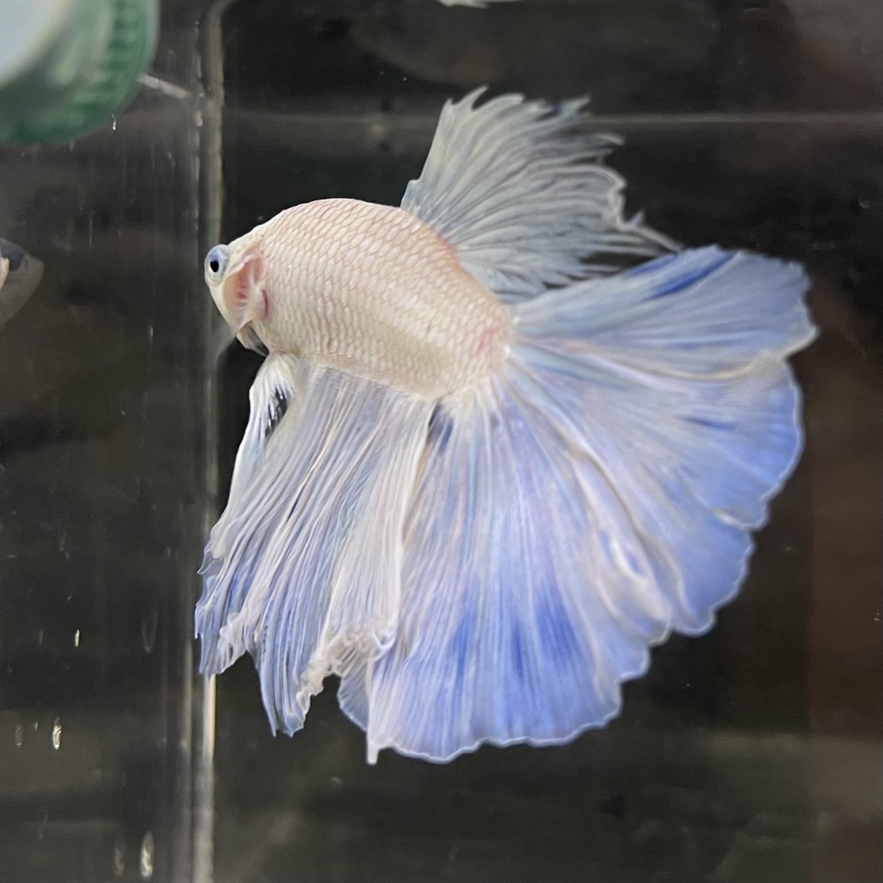the-fish-farm Male Betta Male Betta - One Only - 5 Choose your favourite Male Betta from The Fish Farm Australia
