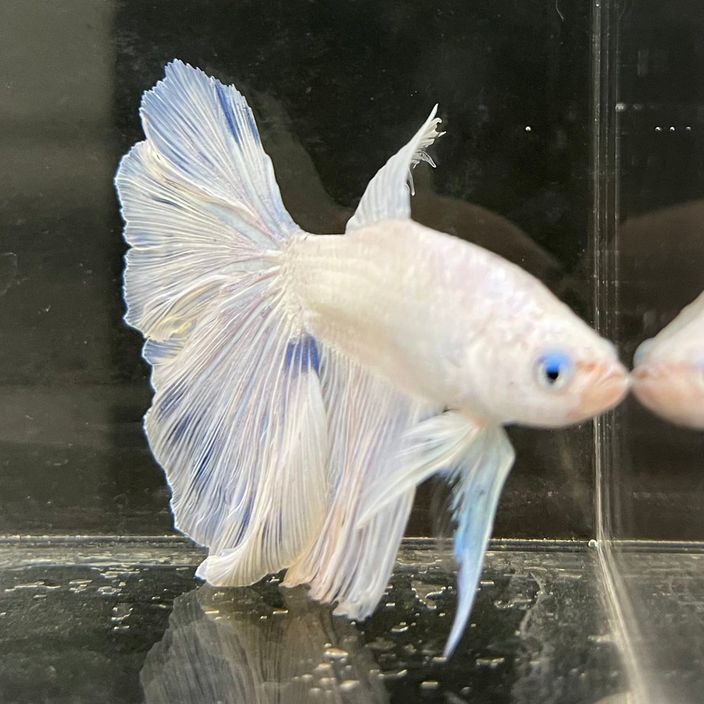 the-fish-farm Male Betta Male Betta - One Only - 5 Choose your favourite Male Betta from The Fish Farm Australia