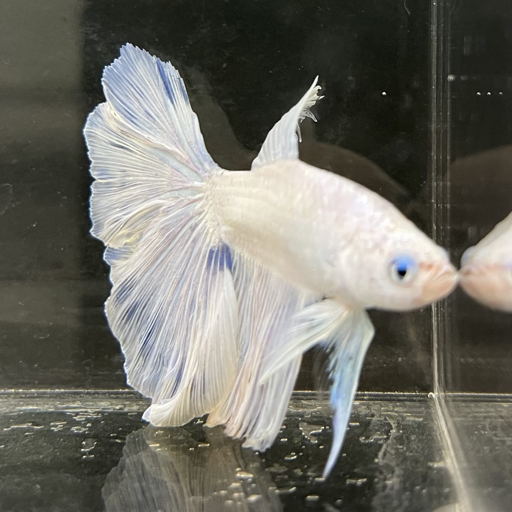 the-fish-farm Male Betta Male Betta - One Only - 5 Choose your favourite Male Betta from The Fish Farm Australia