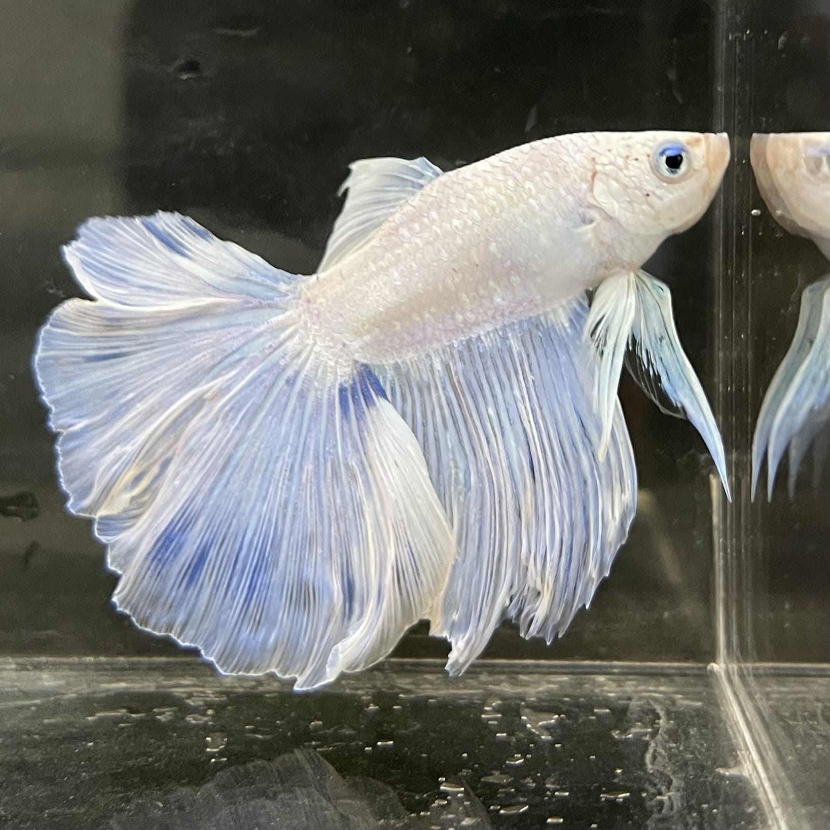 the-fish-farm Male Betta Male Betta - One Only - 5 Choose your favourite Male Betta from The Fish Farm Australia