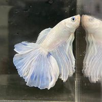 the-fish-farm Male Betta Male Betta - One Only - 5 Choose your favourite Male Betta from The Fish Farm Australia