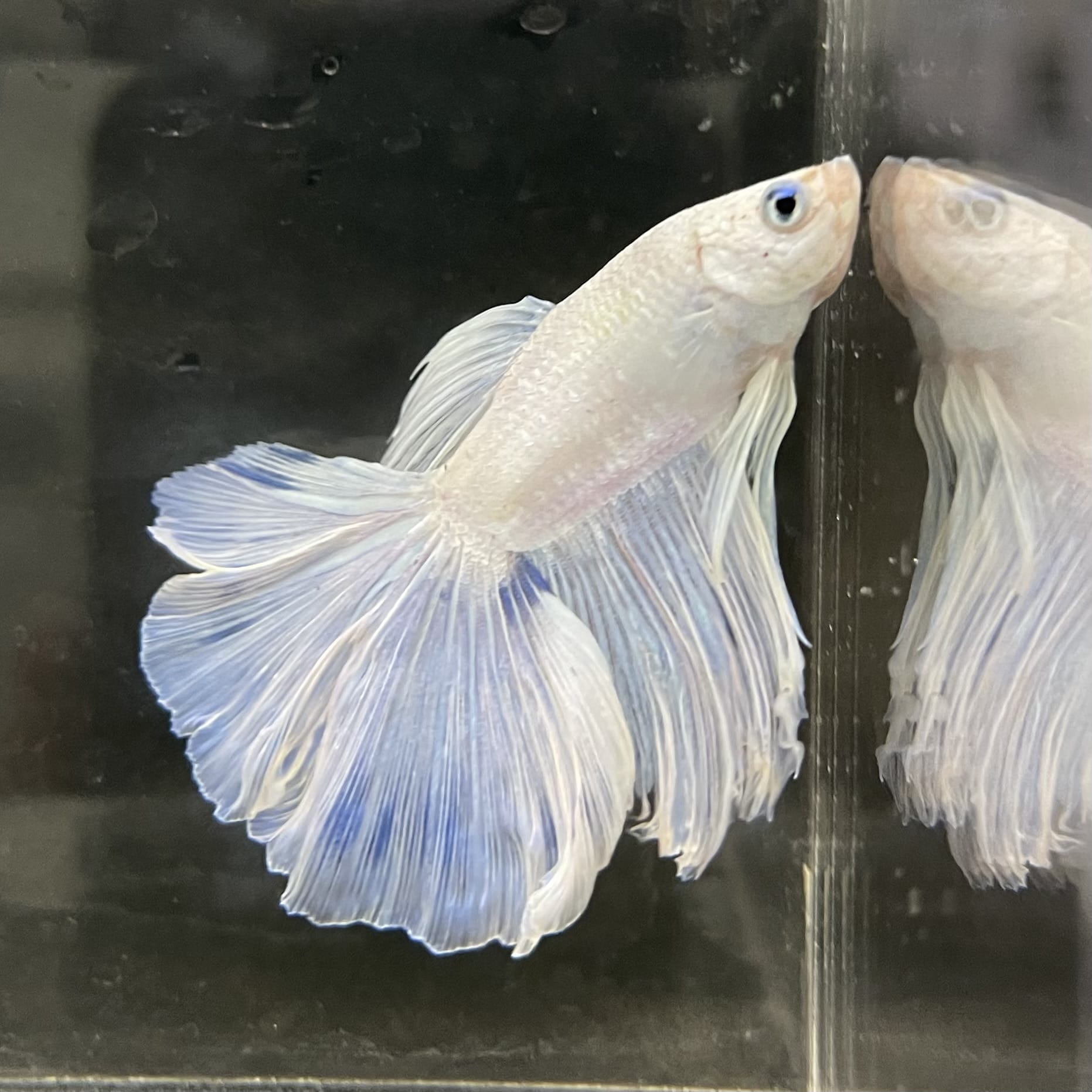 the-fish-farm Male Betta Male Betta - One Only - 5 Choose your favourite Male Betta from The Fish Farm Australia