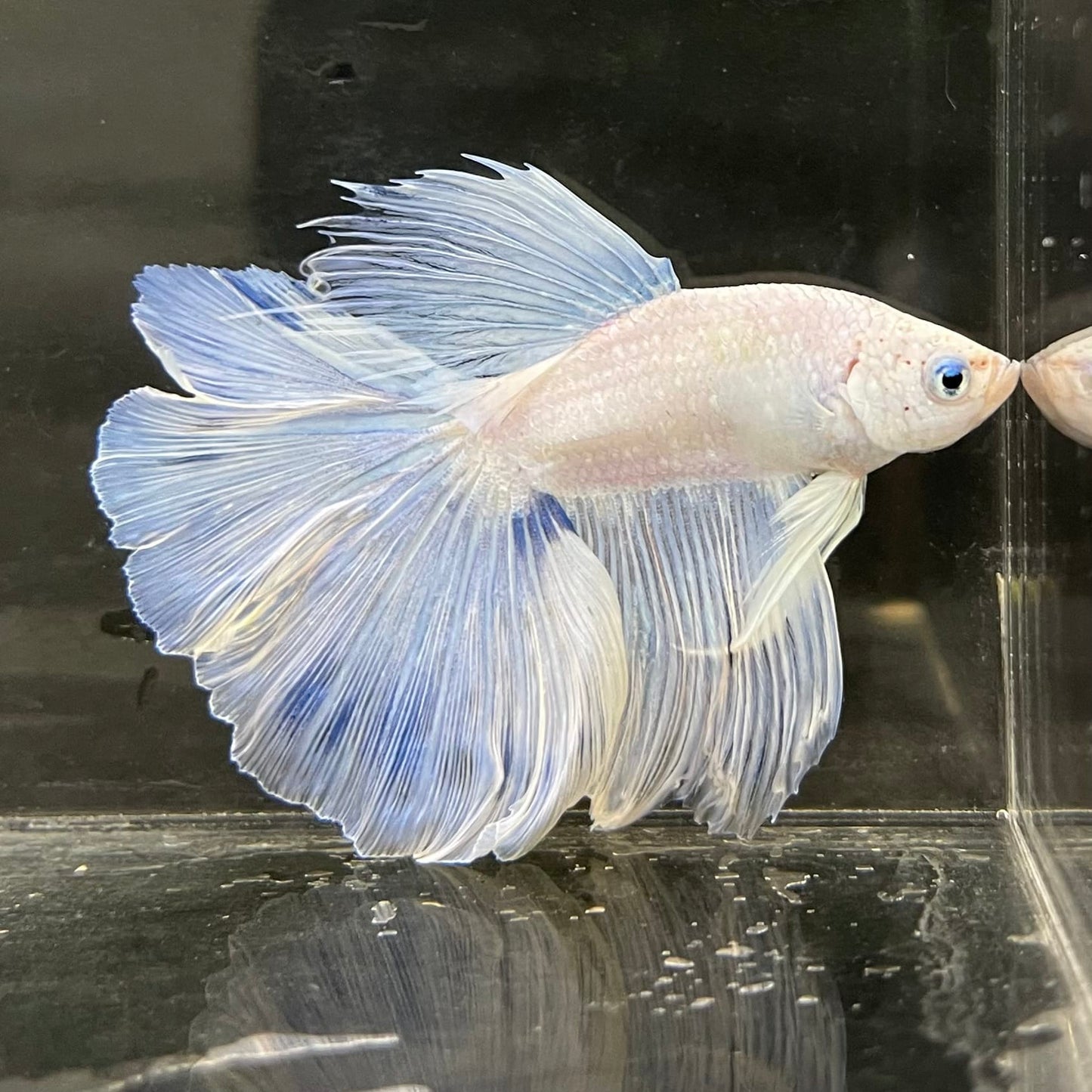 the-fish-farm Male Betta Male Betta - One Only - 5 Choose your favourite Male Betta from The Fish Farm Australia