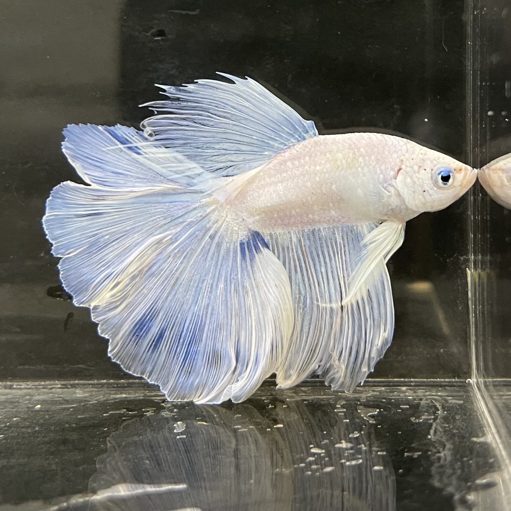 the-fish-farm Male Betta Male Betta - One Only - 5 Choose your favourite Male Betta from The Fish Farm Australia